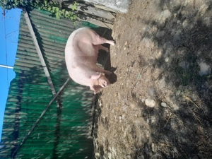 Vând scroafa marele alb 