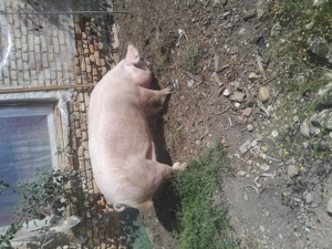 Vând scroafa marele alb  - imagine 4 Vând scroafa marele alb  - imagine 4