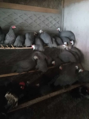 bibilici adulte  - imagine 2