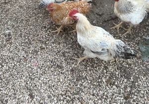 Cocoși Kabir și Monaco  - imagine 3 Cocoși Kabir și Monaco  - imagine 3