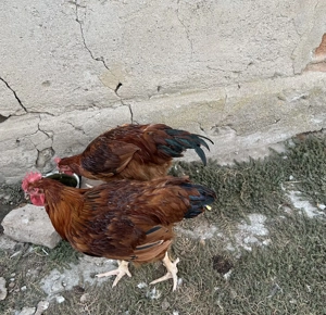 Cocoși Kabir și Monaco  - imagine 2 Cocoși Kabir și Monaco  - imagine 2