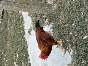 Cocoși Kabir și Monaco  - imagine 4 Cocoși Kabir și Monaco  - imagine 4