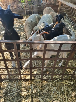 Vand berbecuti si iezi