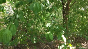 Vînd teren pacureti - imagine 2