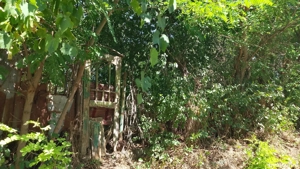 Vînd teren pacureti