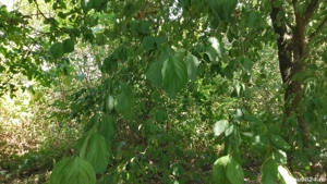 Vînd teren pacureti - imagine 3