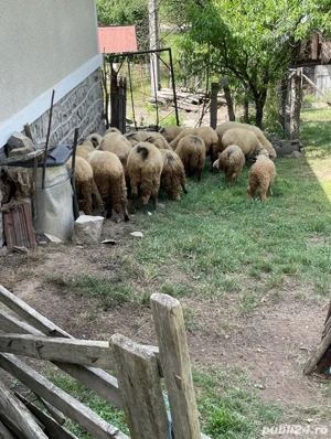 Oi de vanzare - imagine 4