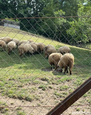 Oi de vanzare - imagine 3