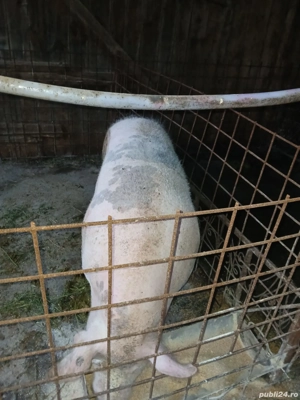 vand porc  - imagine 3