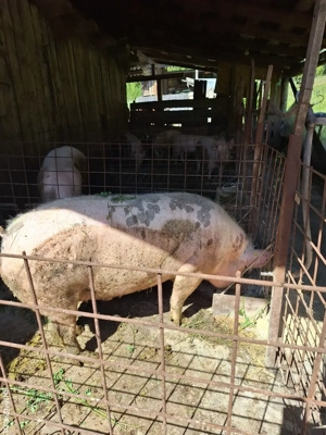 vand porc  - imagine 4