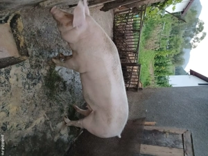 vand porc  - imagine 2