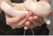 Sarpe KingSnake Albino ridicare personala Sec.2