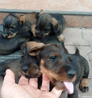 vind căței teckel sirmos