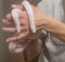 Sarpe KingSnake Albino ridicare personala Sec.2 - imagine 2