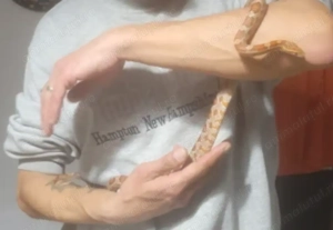 Sarpe Corn Snake doar cu ridicare personala Sec.2