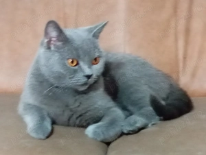 motan british shorthair - imagine 2