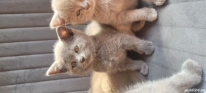 British Shorthair puiuți de vânzare