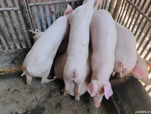 Vand Purceii Marele Alb cu Landrce si Pietrian - imagine 5 Vand Purceii Marele Alb cu Landrce si Pietrian - imagine 5