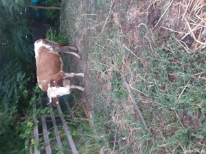 Vand vaci tinere de rasa - imagine 2