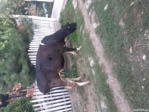 Vand vaci tinere de rasa - imagine 3