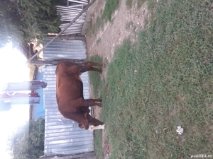 Vand vaci tinere de rasa - imagine 4