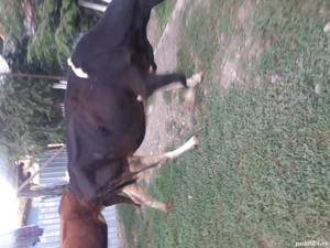 Vand vaci tinere de rasa - imagine 5