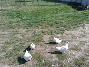 Vând porumbei voiajori albi și king