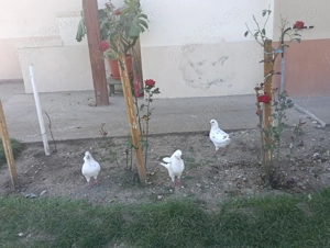 Vând porumbei voiajori albi și king  - imagine 4