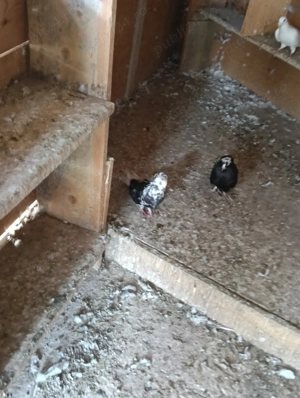 Vând porumbei voiajori albi și king  - imagine 2