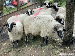 de vanzare 6 oi turcane