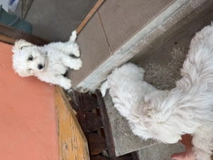 Vând bichon fetiță vârstă 2 luni