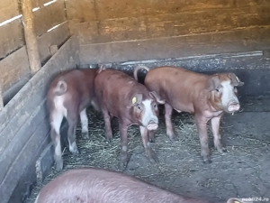 porci duroc