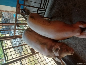 De vânzare  - imagine 4