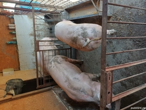 De vânzare  - imagine 2