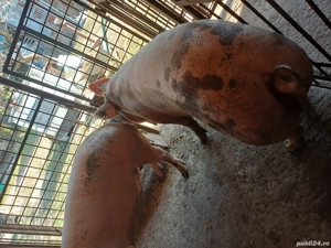 De vânzare  - imagine 3