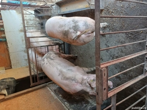 De vânzare  - imagine 5