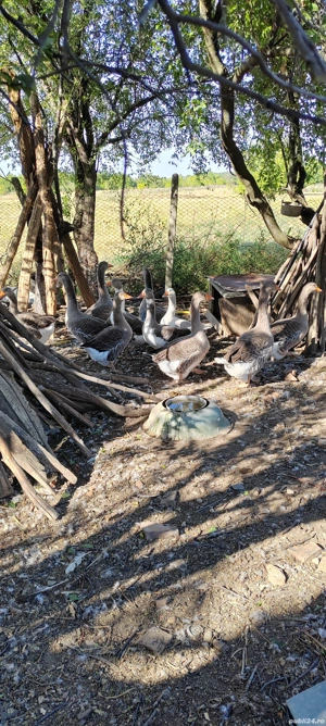 Vând gâște și gâscani - imagine 2 Vând gâște și gâscani - imagine 2