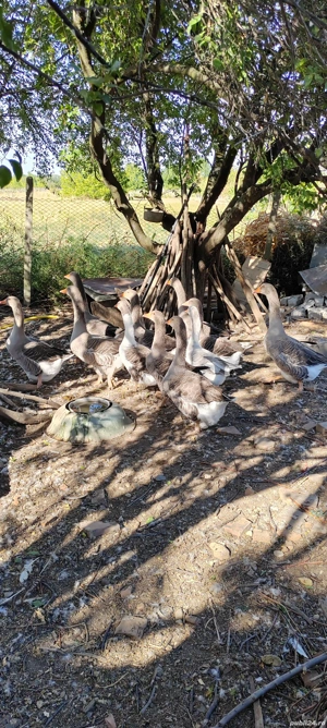 Vând gâște și gâscani - imagine 5 Vând gâște și gâscani - imagine 5