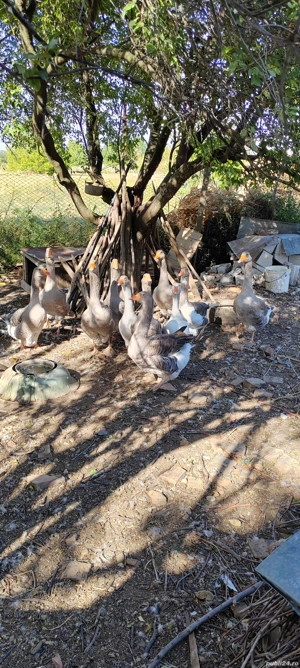 Vând gâște și gâscani - imagine 3 Vând gâște și gâscani - imagine 3