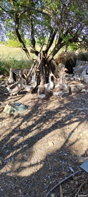 Vând gâște și gâscani - imagine 4 Vând gâște și gâscani - imagine 4