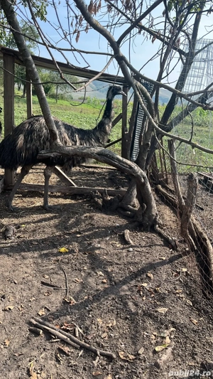 Disponibili Struți Emu  - imagine 2 Disponibili Struți Emu  - imagine 2