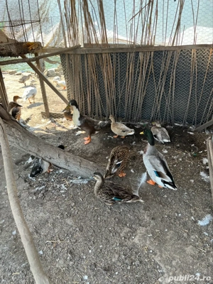 Disponibile rațe indiene   - imagine 2