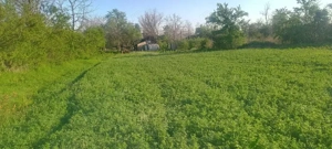 Vand Teren Merii Petchii - imagine 5