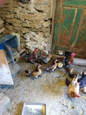 Gaini americane,pitice.credi