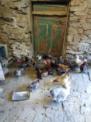 Gaini americane,pitice.credi - imagine 3