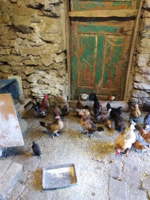 Gaini americane,pitice.credi - imagine 2