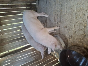 Vand 2 purcele 60 kg