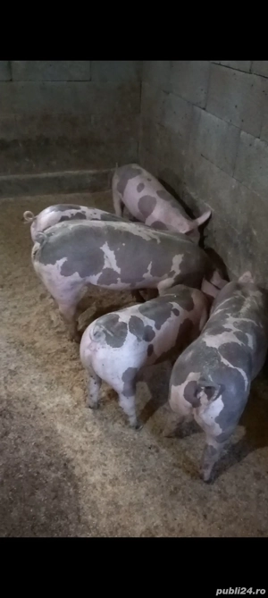 purcei rasa de carne