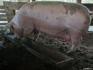 Vand purcea ! - imagine 2