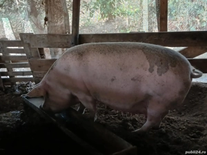 Vand purcea ! - imagine 5